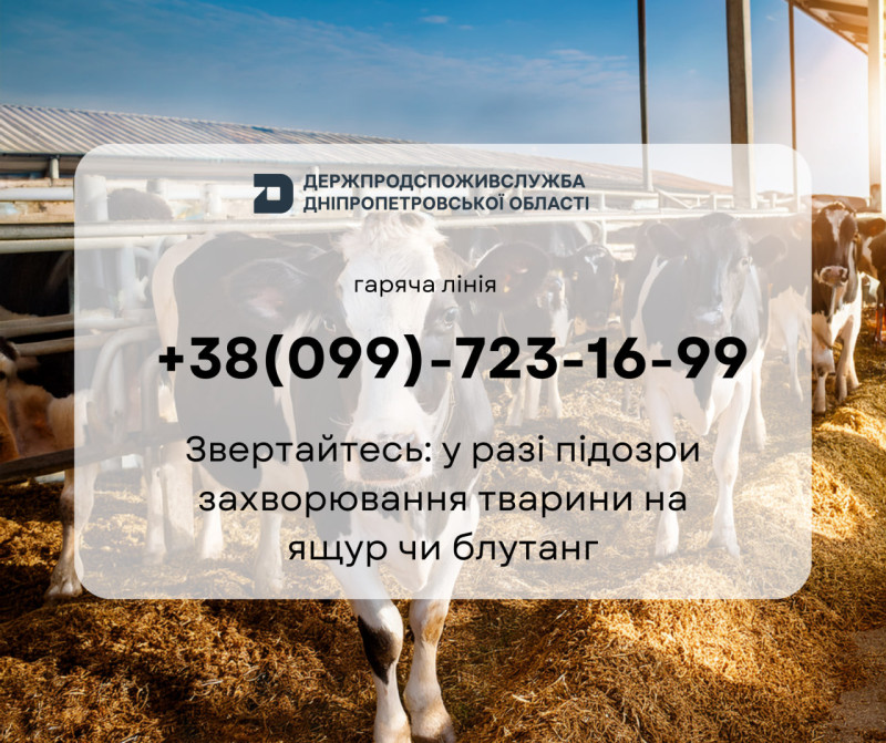 На білому фоні напис: ""Держпродспоживслужба Дніпропетровської області, гаряча лінія +38 (099) 7231699. Звертайтесь: у разі підозри захворювання тварини на ящур чи блутанг." На задньому фоні  -  корови стоять на сіні. За ними - ферма. Над ними - блакитне небо. 